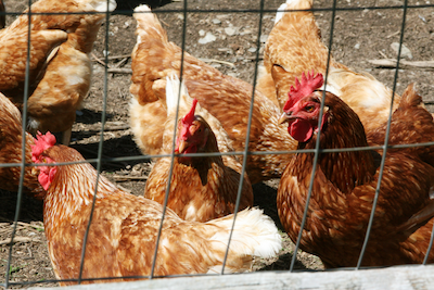 Hens