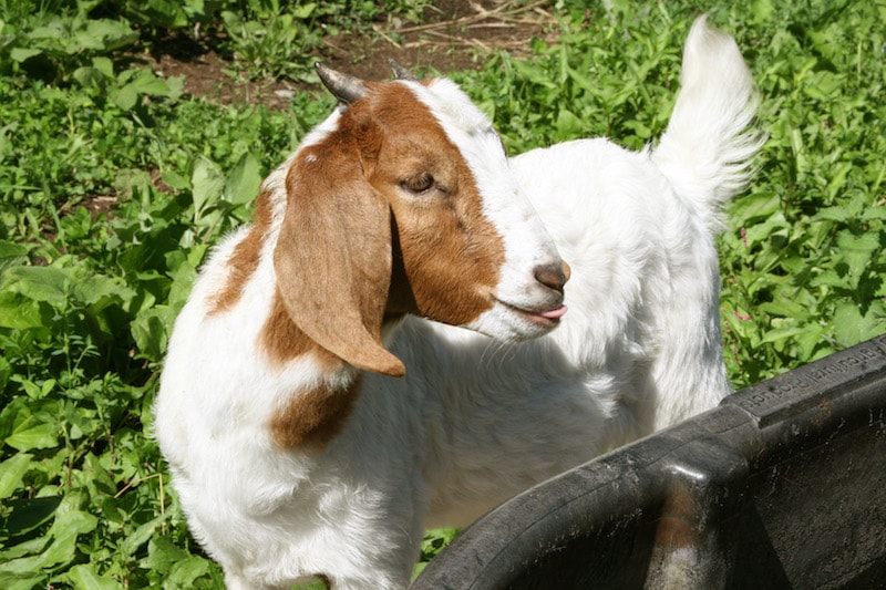 Baby Goat
