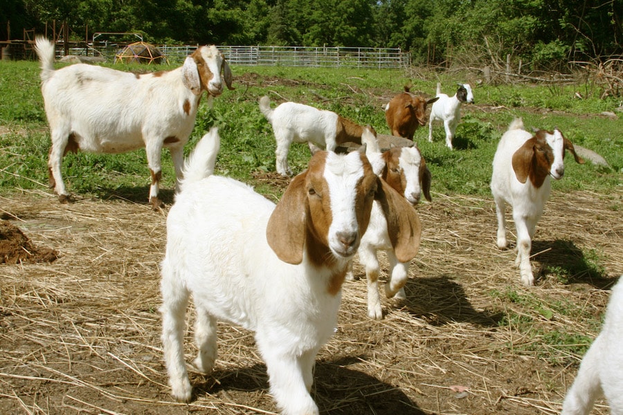 Boar Goats