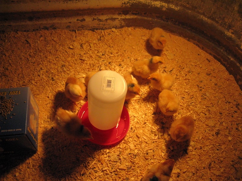 3 day old chicks