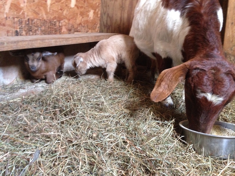 Goats with babies