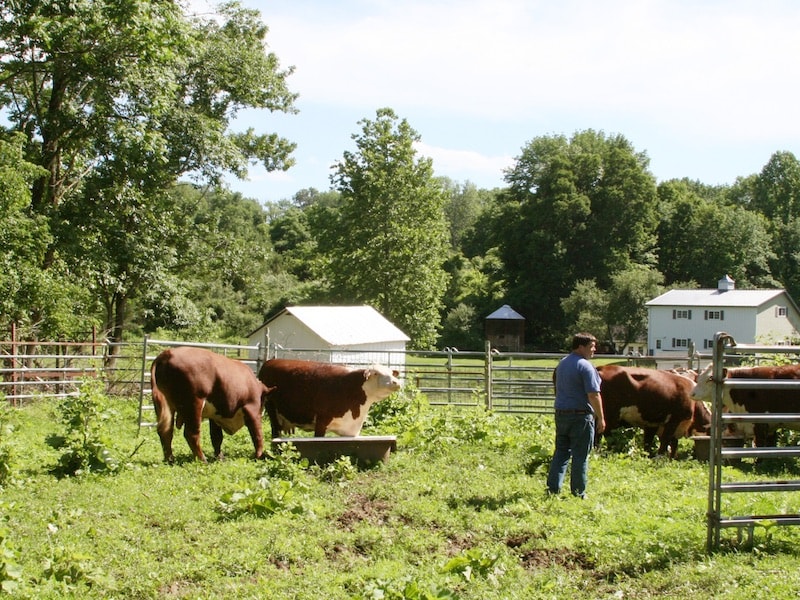 Cattle in corral