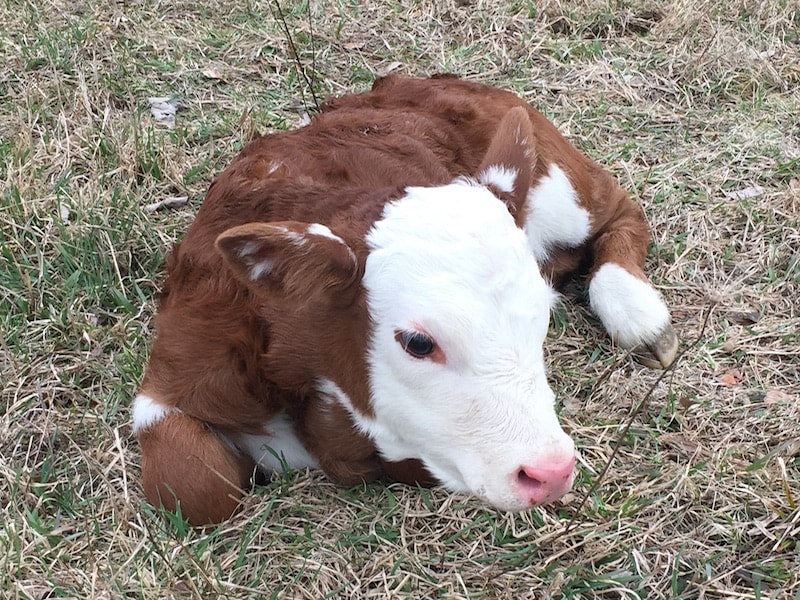 Newborn calf
