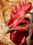 HennyPenny photo